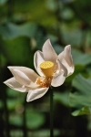 Witte lotusbloem.jpg
